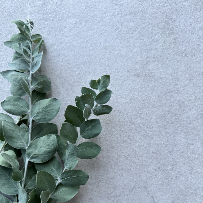 600x1200 Pietra Nostra Dusty Natural Stone Look Porcelain Tile [1.44m2]